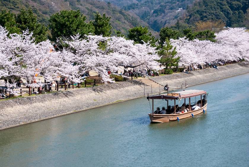 宇治川と桜